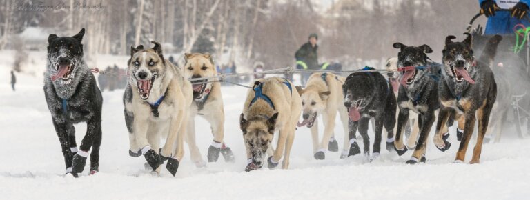 Dog team close up FIDDLER 768x290