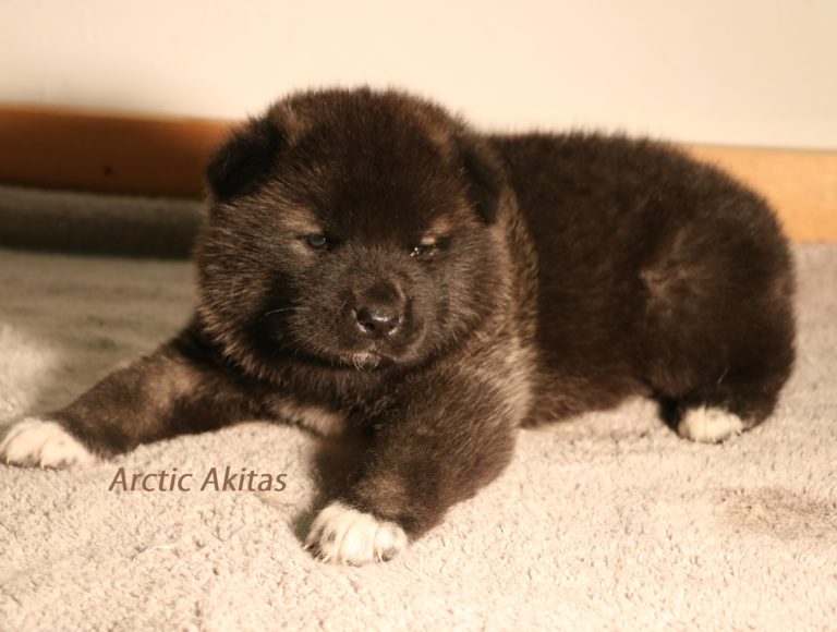 Arctic Akitas | BuyAlaska